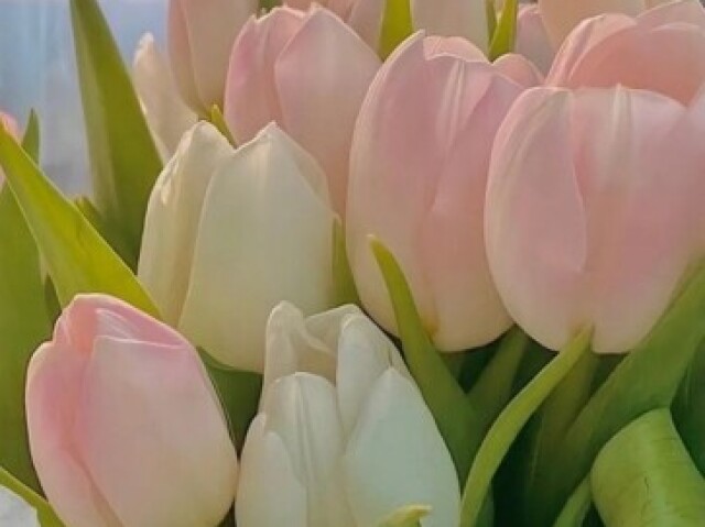 Tulipa