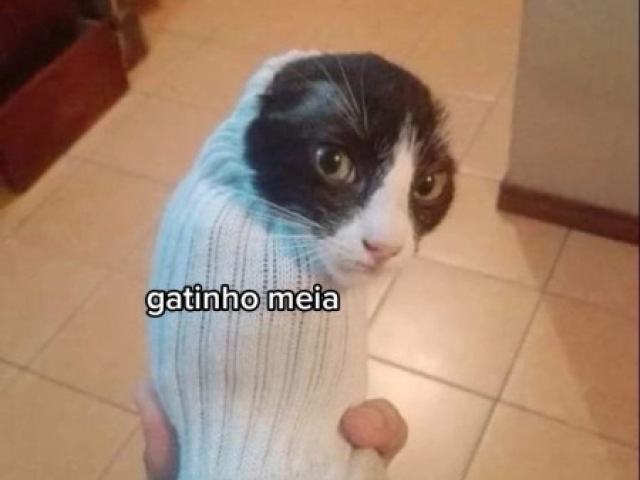 Gatinho meia