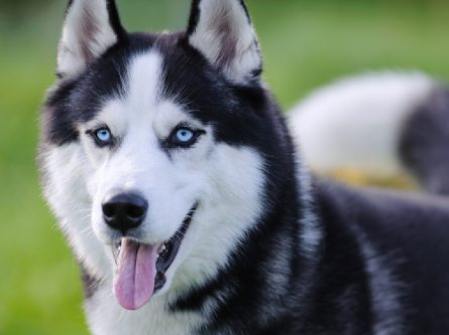 Husky