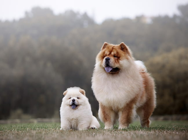 Chow Chow