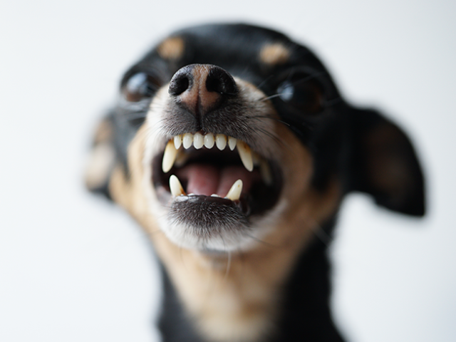 Pinscher