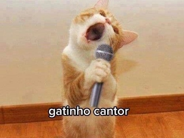 Gatinho cantor