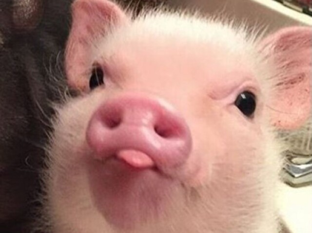 Um porco
