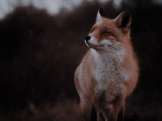 Raposas 🦊