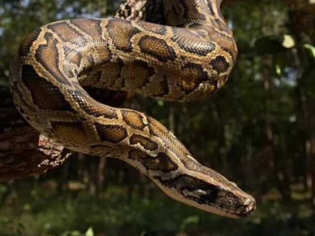 Serpentes