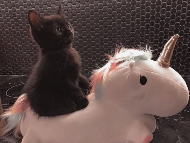 🐈⬛