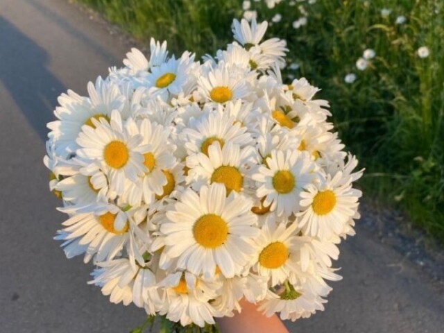 🌼