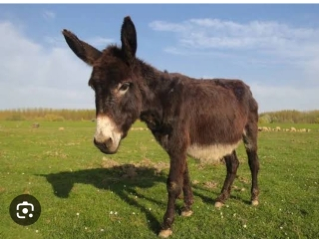 Burro