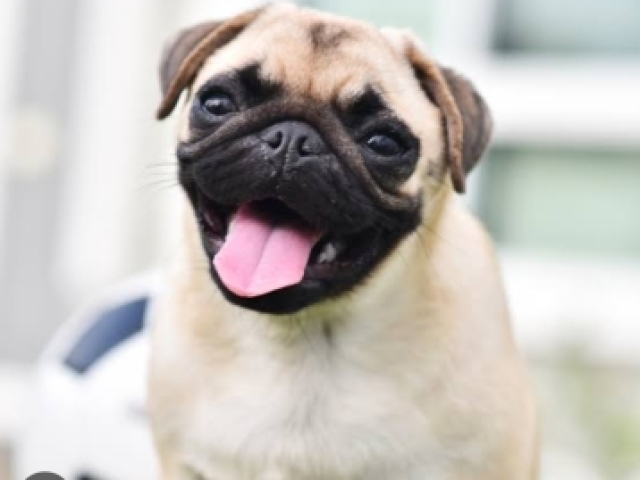 Cachorro