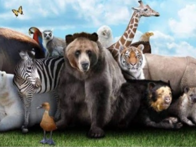 Todos os animais, é claro!