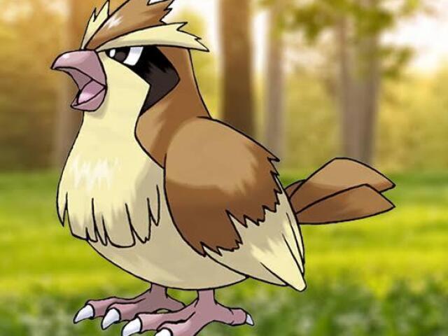 Pidgey