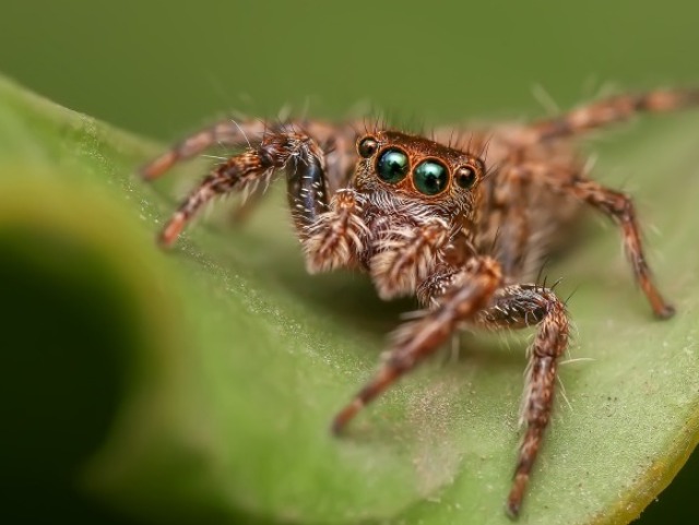 Aranha