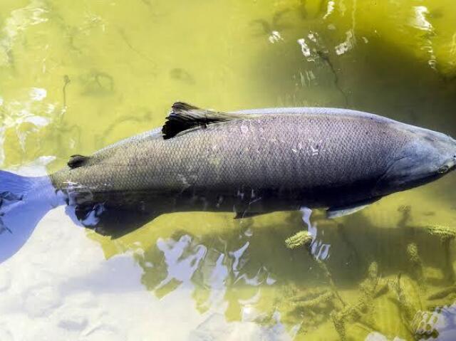 Tambaqui amazônico