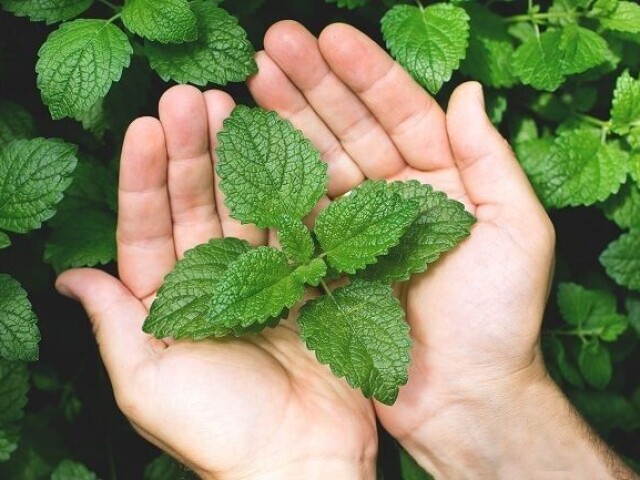 Além de curar o corpo, essa planta é poderosa contra os males do espírito. Seu efeito calmante ajuda a aliviar o estresse e o nervosismo e, por isso, ter hortelã plantada em casa afasta as brigas familiares e harmoniza o lar.