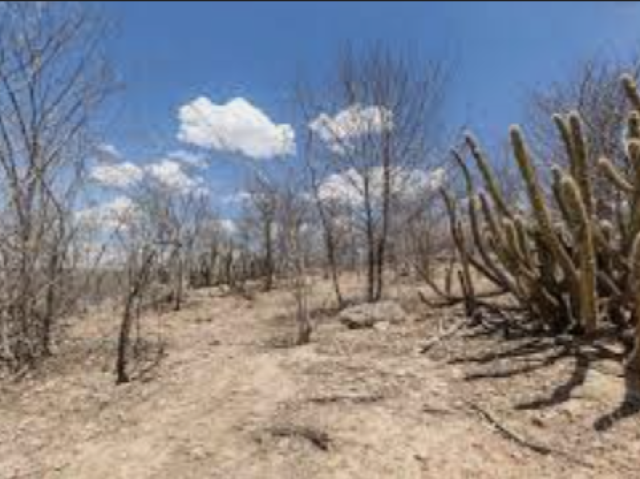 Caatinga