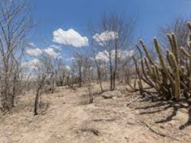 Caatinga