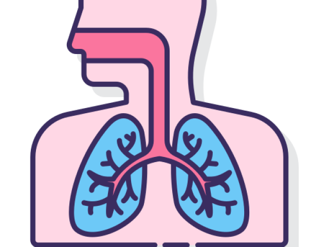 sistema respiratório