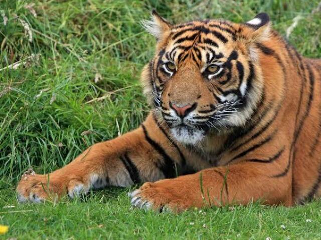 Tigre