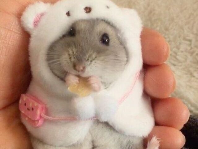 Hamster