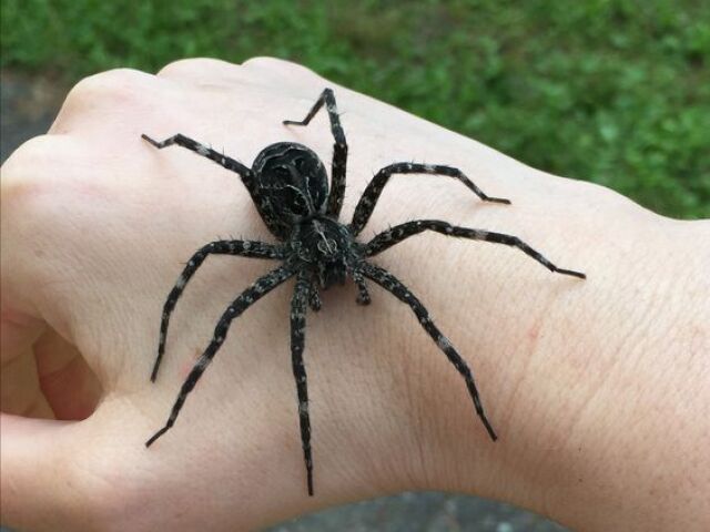 Aranha