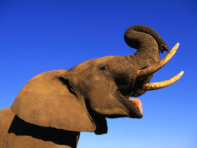 Elefante