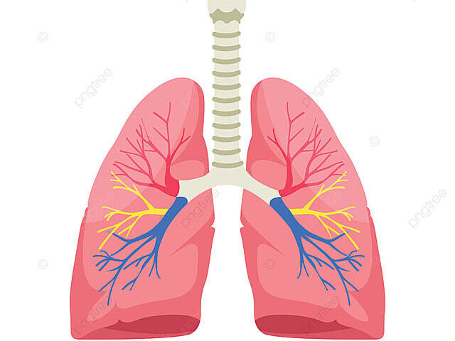 Alvéolos pulmonares são pequenas bolsas que constituem a menor unidade funcional do aparelho respiratório.