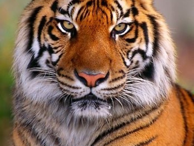 Tigre