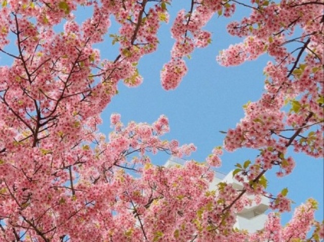 𝘗𝘳𝘪𝘮𝘢𝘷𝘦𝘳𝘢 💐