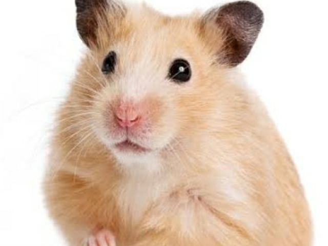 Hamster