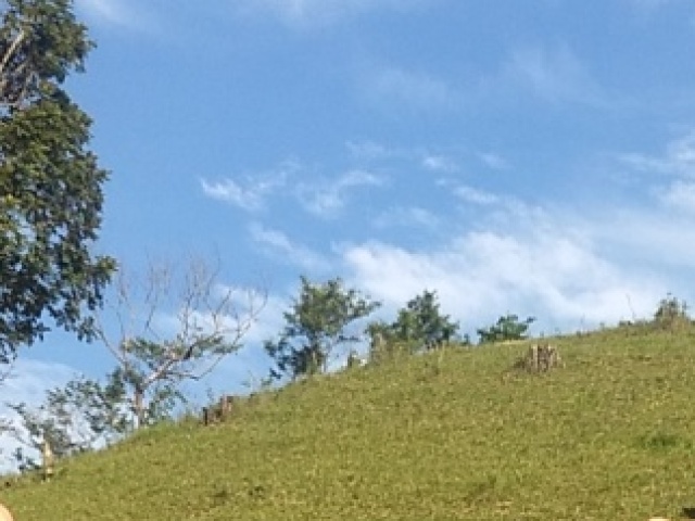 Campo