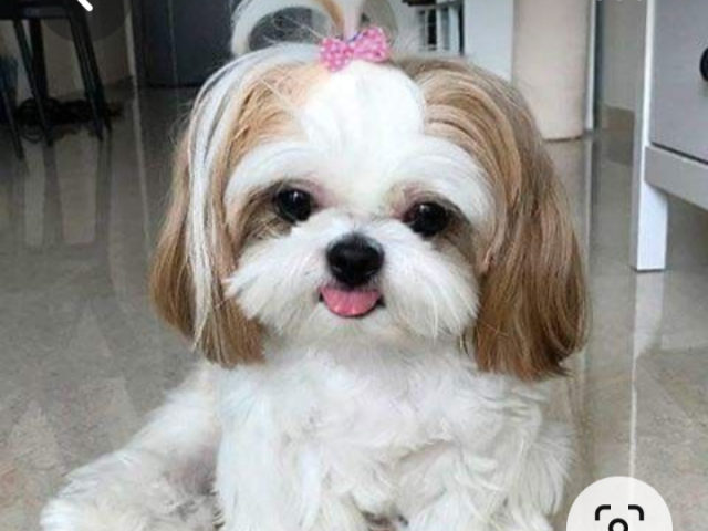 Shi Tzu(n sei)