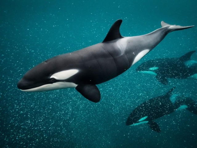 Orca