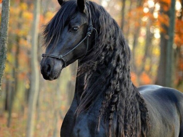 Os cavalos sΓ£o os q mas vΓ£o cortar π