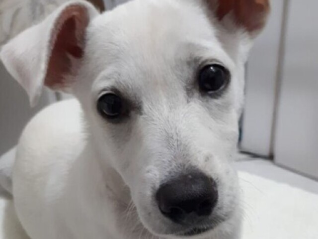 Cachorro branco