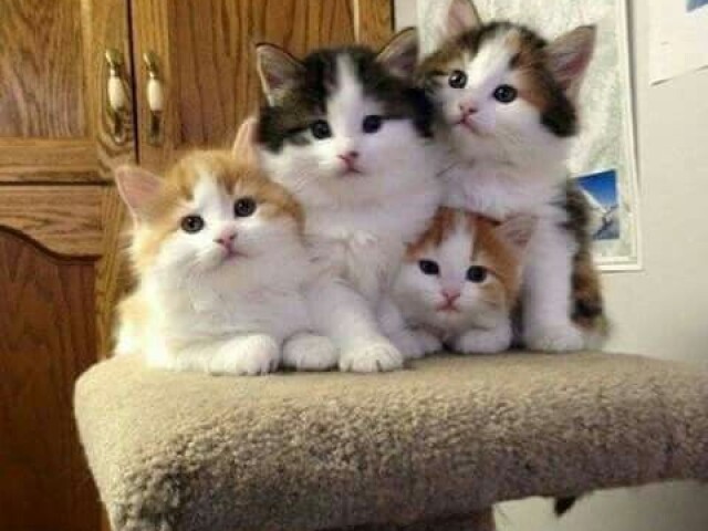 4 Gatos