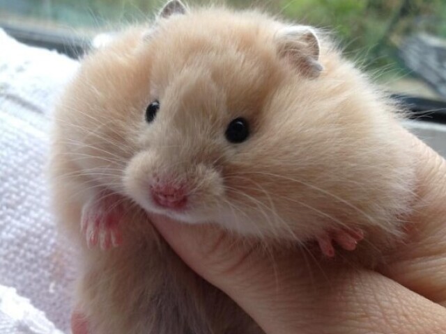 Hamster