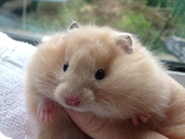 Hamster