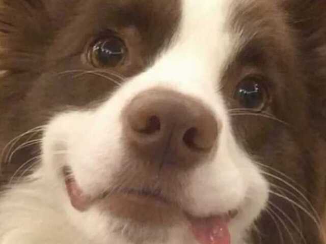 Cachorro🐶🐕🦺🦮
