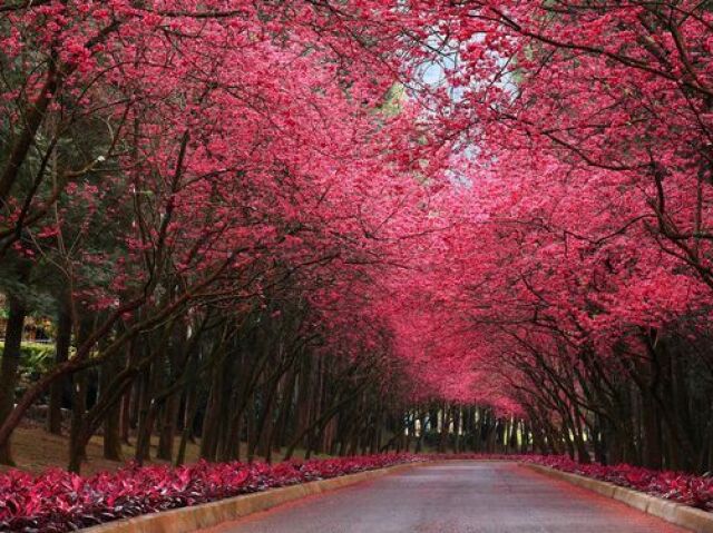 Primavera