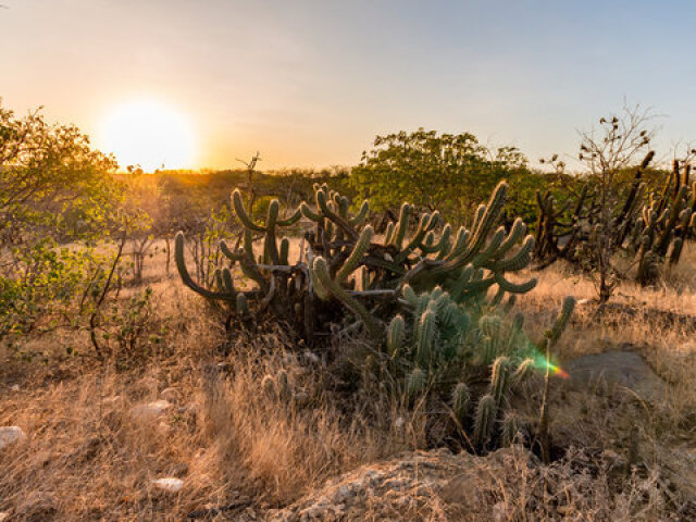 Caatinga