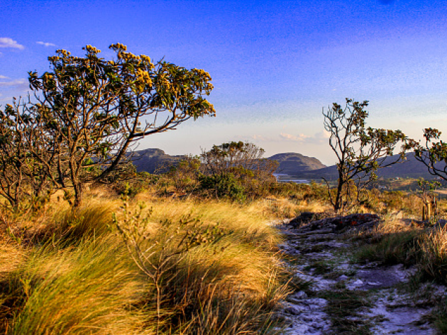 Cerrado