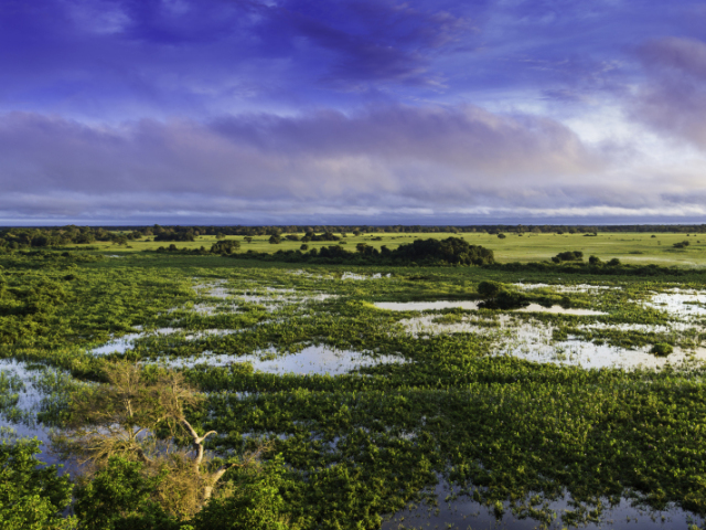 Pantanal