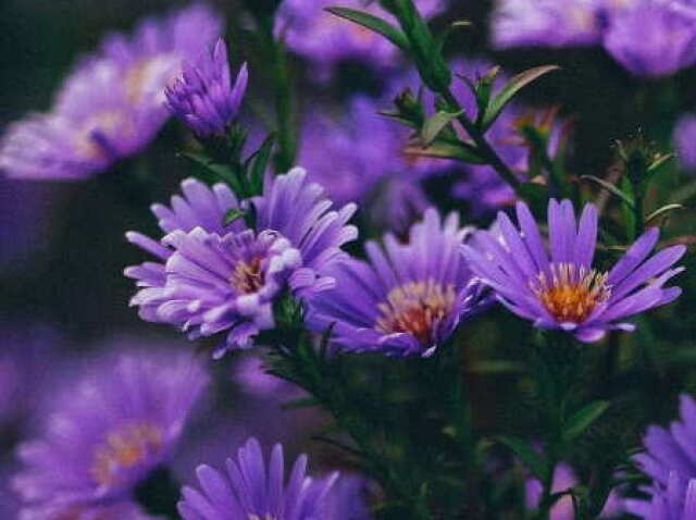 Roxo/Tons frios