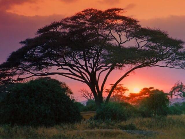 「🌞」 Savana Africana 「🦒」