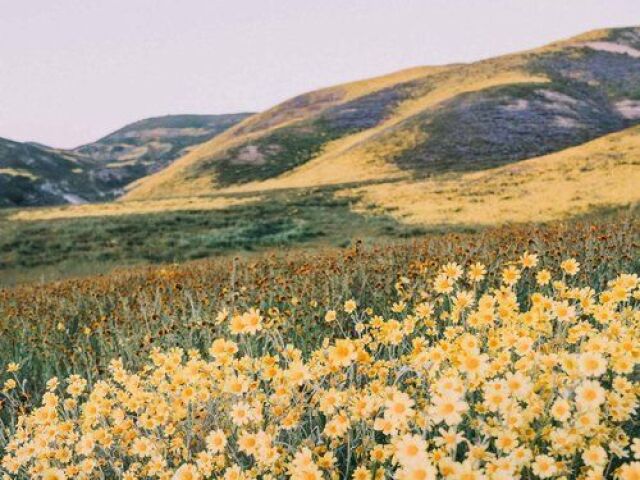「☘️」Planícies 「🌻」