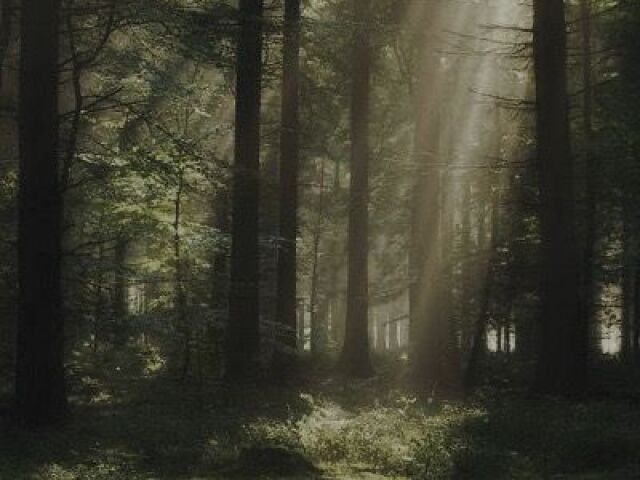 「🍃」Floresta 「🌲」