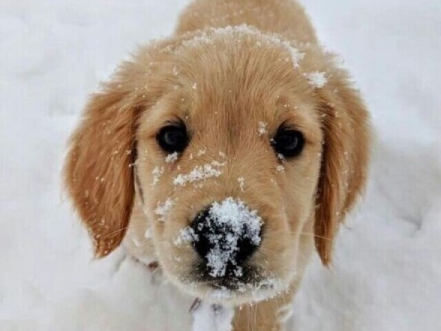 Cachorro com certeza