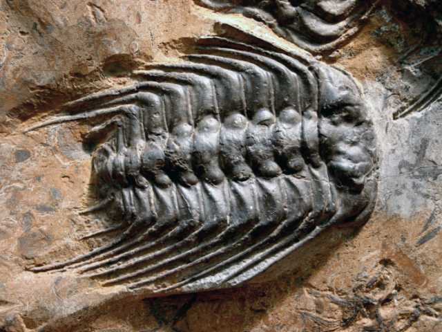 Trilobite