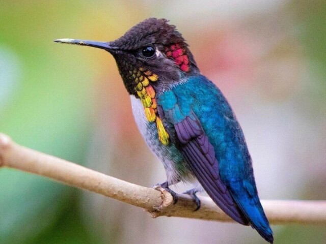 Abelha colibri.