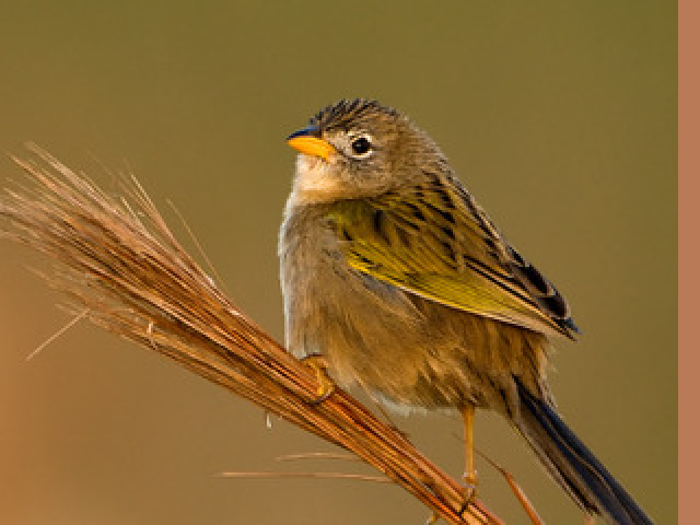 Canário do campo.